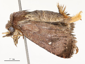  (NoctMalaise01 Malaise5964 - CBG-A51936-C11)  @11 [ ] CreativeCommons - Attribution Share - Alike (2024) CBG Photography Group Centre for Biodiversity Genomics