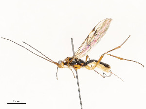  ( - CBG-A51936-E11)  @11 [ ] CreativeCommons - Attribution Share - Alike (2024) CBG Photography Group Centre for Biodiversity Genomics