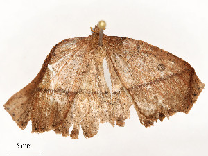  ( - CBG-A51965-F07)  @11 [ ] CreativeCommons - Attribution Share - Alike (2024) CBG Photography Group Centre for Biodiversity Genomics