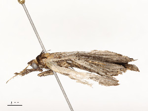  ( - CBG-A51965-G03)  @11 [ ] CreativeCommons - Attribution Share - Alike (2024) CBG Photography Group Centre for Biodiversity Genomics