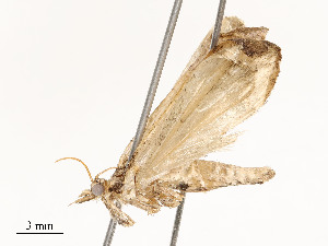  ( - CBG-A51965-G04)  @11 [ ] CreativeCommons - Attribution Share - Alike (2024) CBG Photography Group Centre for Biodiversity Genomics