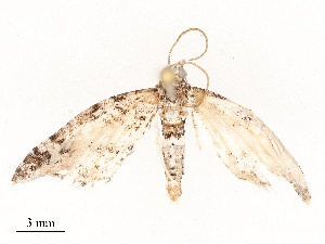  ( - CBG-A51965-G10)  @11 [ ] CreativeCommons - Attribution Share - Alike (2024) CBG Photography Group Centre for Biodiversity Genomics