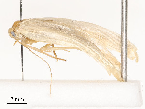  ( - CBG-A51965-H03)  @11 [ ] CreativeCommons - Attribution Share - Alike (2024) CBG Photography Group Centre for Biodiversity Genomics