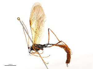  ( - CBG-A51966-E11)  @11 [ ] CreativeCommons - Attribution Share - Alike (2024) CBG Photography Group Centre for Biodiversity Genomics