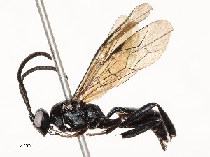  ( - CBG-A51967-C05)  @11 [ ] CreativeCommons - Attribution Share - Alike (2024) CBG Photography Group Centre for Biodiversity Genomics