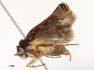  ( - CBG-A51967-C07)  @11 [ ] CreativeCommons - Attribution Share - Alike (2024) CBG Photography Group Centre for Biodiversity Genomics