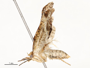  (Argyrotaenia 3856 - CBG-A51967-D02)  @11 [ ] CreativeCommons - Attribution Share - Alike (2024) CBG Photography Group Centre for Biodiversity Genomics