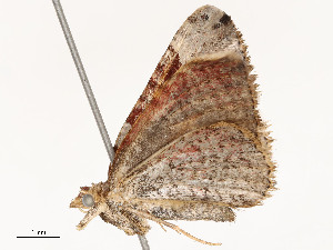  ( - CBG-A51967-E05)  @11 [ ] CreativeCommons - Attribution Share - Alike (2024) CBG Photography Group Centre for Biodiversity Genomics