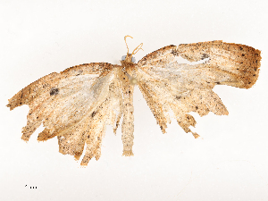  ( - CBG-A53667-G02)  @11 [ ] CreativeCommons - Attribution Share - Alike (2024) CBG Photography Group Centre for Biodiversity Genomics