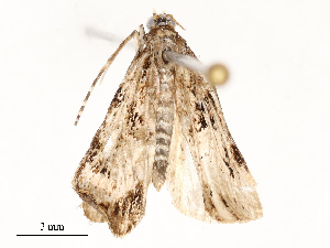  (scopaMalaise01 - CBG-A54468-D07)  @11 [ ] CreativeCommons - Attribution Share - Alike (2024) CBG Photography Group Centre for Biodiversity Genomics