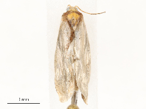  ( - CBG-A54468-D09)  @11 [ ] CreativeCommons - Attribution Share - Alike (2024) CBG Photography Group Centre for Biodiversity Genomics