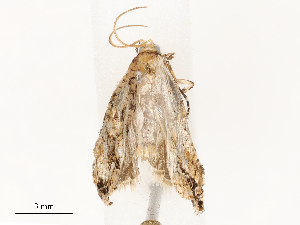  ( - CBG-A54468-D10)  @11 [ ] CreativeCommons - Attribution Share - Alike (2024) CBG Photography Group Centre for Biodiversity Genomics