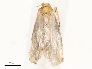  ( - CBG-A54468-D11)  @11 [ ] CreativeCommons - Attribution Share - Alike (2024) CBG Photography Group Centre for Biodiversity Genomics