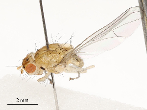  (Hypagoga - CBG-A54469-E01)  @11 [ ] CreativeCommons - Attribution Share - Alike (2024) CBG Photography Group Centre for Biodiversity Genomics