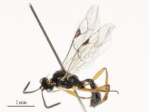  ( - CBG-A54469-G02)  @11 [ ] CreativeCommons - Attribution Share - Alike (2024) CBG Photography Group Centre for Biodiversity Genomics