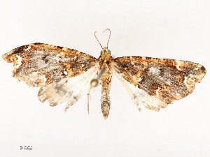  ( - CBG-A54470-A06)  @11 [ ] CreativeCommons - Attribution Share - Alike (2024) CBG Photography Group Centre for Biodiversity Genomics