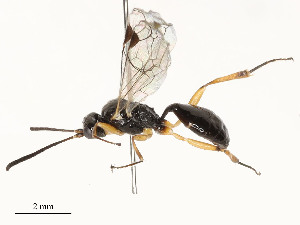  ( - CBG-A54470-F10)  @11 [ ] CreativeCommons - Attribution Share - Alike (2024) CBG Photography Group Centre for Biodiversity Genomics