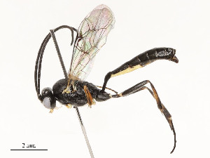  ( - CBG-A54470-G05)  @11 [ ] CreativeCommons - Attribution Share - Alike (2024) CBG Photography Group Centre for Biodiversity Genomics