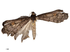  ( - CBG-A54471-A07)  @11 [ ] CreativeCommons - Attribution Share - Alike (2024) CBG Photography Group Centre for Biodiversity Genomics