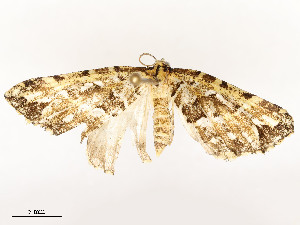  ( - CBG-A54471-A10)  @11 [ ] CreativeCommons - Attribution Share - Alike (2024) CBG Photography Group Centre for Biodiversity Genomics