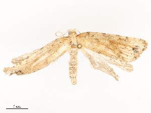  ( - CBG-A54471-B01)  @11 [ ] CreativeCommons - Attribution Share - Alike (2024) CBG Photography Group Centre for Biodiversity Genomics