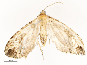  ( - CBG-A54471-B03)  @11 [ ] CreativeCommons - Attribution Share - Alike (2024) CBG Photography Group Centre for Biodiversity Genomics