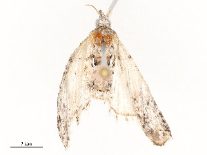  ( - CBG-A54471-B04)  @11 [ ] CreativeCommons - Attribution Share - Alike (2024) CBG Photography Group Centre for Biodiversity Genomics