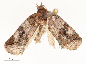  ( - CBG-A54471-F01)  @11 [ ] CreativeCommons - Attribution Share - Alike (2024) CBG Photography Group Centre for Biodiversity Genomics