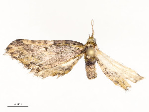  ( - CBG-A54471-F03)  @11 [ ] CreativeCommons - Attribution Share - Alike (2024) CBG Photography Group Centre for Biodiversity Genomics
