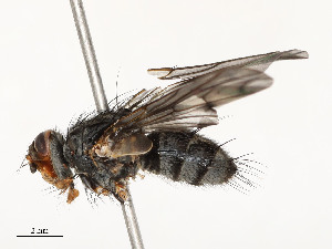  ( - CBG-A54472-A08)  @11 [ ] CreativeCommons - Attribution Share - Alike (2024) CBG Photography Group Centre for Biodiversity Genomics