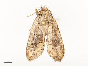  ( - CBG-A54472-C05)  @11 [ ] CreativeCommons - Attribution Share - Alike (2024) CBG Photography Group Centre for Biodiversity Genomics