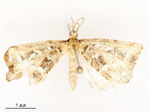  ( - CBG-A54489-A05)  @11 [ ] CreativeCommons - Attribution Share - Alike (2024) CBG Photography Group Centre for Biodiversity Genomics