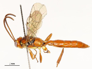  ( - CBG-A54489-C05)  @11 [ ] CreativeCommons - Attribution Share - Alike (2024) CBG Photography Group Centre for Biodiversity Genomics