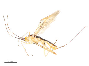  ( - CBG-A54489-G10)  @11 [ ] CreativeCommons - Attribution Share - Alike (2024) CBG Photography Group Centre for Biodiversity Genomics