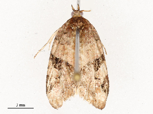  ( - CBG-A54490-A04)  @11 [ ] CreativeCommons - Attribution Share - Alike (2024) CBG Photography Group Centre for Biodiversity Genomics