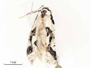  (Netechma BioLep7159 - CBG-A54490-F04)  @11 [ ] CreativeCommons - Attribution Share - Alike (2024) CBG Photography Group Centre for Biodiversity Genomics