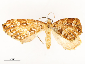  ( - CBG-A54490-G02)  @11 [ ] CreativeCommons - Attribution Share - Alike (2024) CBG Photography Group Centre for Biodiversity Genomics