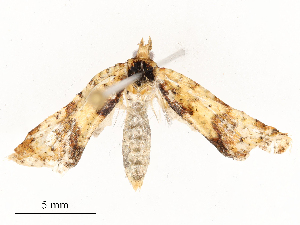  ( - CBG-A54490-G09)  @11 [ ] CreativeCommons - Attribution Share - Alike (2024) CBG Photography Group Centre for Biodiversity Genomics