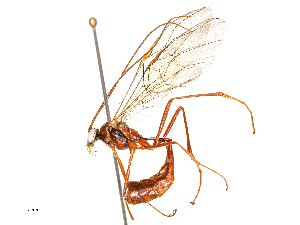  ( - CBG-A54490-H01)  @11 [ ] CreativeCommons - Attribution Share - Alike (2024) CBG Photography Group Centre for Biodiversity Genomics