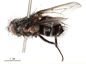  (Patelloa Malaise2588 - CBG-A54491-E02)  @11 [ ] CreativeCommons - Attribution Share - Alike (2024) CBG Photography Group Centre for Biodiversity Genomics