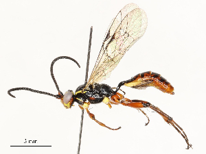  (ichJanzen01 Malaise6097 - CBG-A54491-G07)  @11 [ ] CreativeCommons - Attribution Share - Alike (2024) CBG Photography Group Centre for Biodiversity Genomics