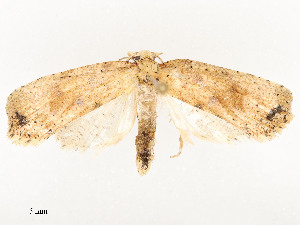  ( - CBG-A54492-B02)  @11 [ ] CreativeCommons - Attribution Share - Alike (2024) CBG Photography Group Centre for Biodiversity Genomics