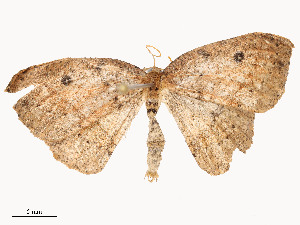  ( - CBG-A54492-B04)  @11 [ ] CreativeCommons - Attribution Share - Alike (2024) CBG Photography Group Centre for Biodiversity Genomics