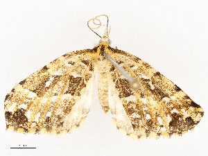  ( - CBG-A54492-C04)  @11 [ ] CreativeCommons - Attribution Share - Alike (2024) CBG Photography Group Centre for Biodiversity Genomics