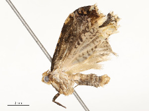  ( - CBG-A54492-C09)  @11 [ ] CreativeCommons - Attribution Share - Alike (2024) CBG Photography Group Centre for Biodiversity Genomics