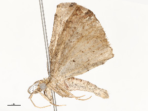  ( - CBG-A54492-C12)  @11 [ ] CreativeCommons - Attribution Share - Alike (2024) CBG Photography Group Centre for Biodiversity Genomics