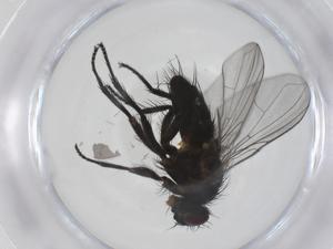  (Xanthophyto Malaise1249 - CBG-A54911-C05)  @11 [ ] CreativeCommons - Attribution Share - Alike (2024) Centre for Biodiversity Genomics Centre for Biodiversity Genomics