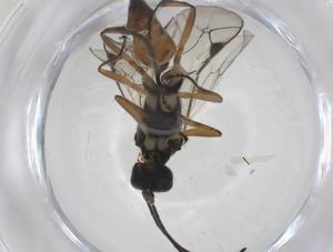  (ichneuMalaise01 Malaise7957 - CBG-A54915-D04)  @11 [ ] CreativeCommons - Attribution Share - Alike (2024) Centre for Biodiversity Genomics Centre for Biodiversity Genomics