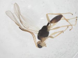  ( - CBG-A54916-A08)  @11 [ ] CreativeCommons - Attribution Share - Alike (2024) Centre for Biodiversity Genomics Centre for Biodiversity Genomics