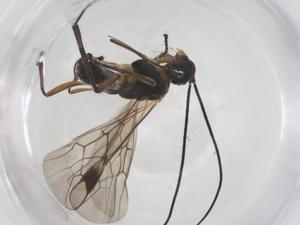  ( - CBG-A54917-B09)  @11 [ ] CreativeCommons - Attribution Share - Alike (2024) Centre for Biodiversity Genomics Centre for Biodiversity Genomics